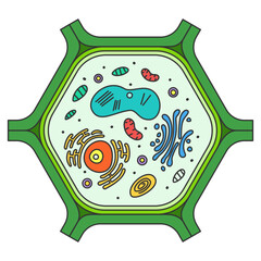 Plant Cell diagram illustration