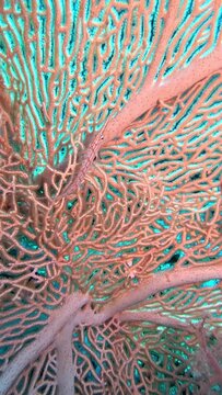 Longnose Hawkfish - Oxycirrhites typus. Taken in Sharm el Sheikh, Egypt.