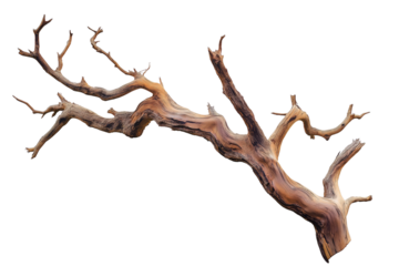 Dry Tree Branch with Twisting Limbs Isolated on Transparent Background. Gnarled Tree Branch with Twists Isolated PNG.