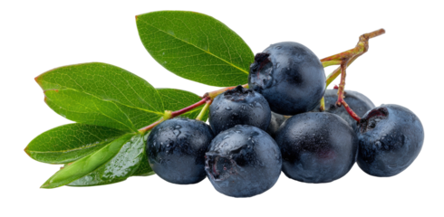 Ripe blueberries with fresh green leaves on a branch