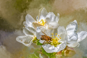 Naklejka premium Honey Bee Pollinating White Apple Blossom Flower in Springtime Fog with Copy Space