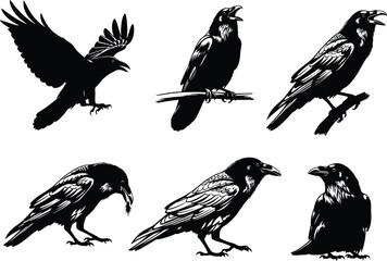 Black crow silhouette collection featuring six detailed raven poses on white background, showcasing flying, perching, feeding, standing, and calling behaviors for wildlife vector illustration design