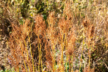 Close-up of sunlit dried wild plants forming textured natural background suitable for design or nature-themed visuals