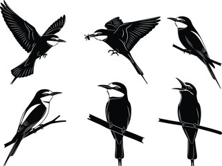 Elegant black bird silhouettes flying and perched with insect catching behavior, detailed wildlife poses, expressive nature vector illustration set for decorative design