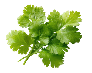 Fresh, vibrant green cilantro leaves bunch, isolated on black