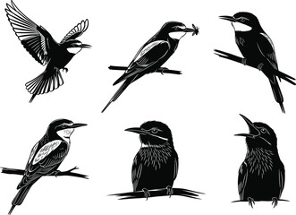 Elegant black bird silhouettes perched and flying with insect-catching details, expressive wildlife poses, detailed nature vector illustration set for decorative design and artistic projects