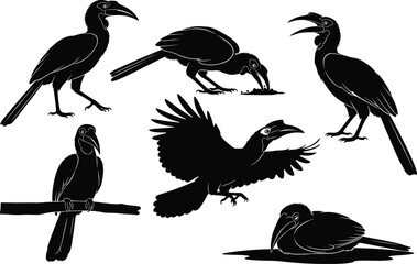 Elegant black hornbill silhouettes in various natural poses, showcasing flight, feeding, perching, and resting behaviors in a detailed wildlife vector illustration design, premium artwork © Abida