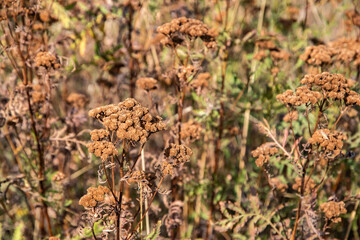 Dry tansy wildflowers in a sunlit meadow, forming a textured natural background with warm earthy tones