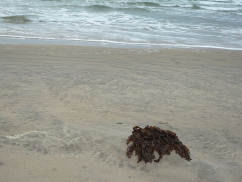Red Seaweed Washed Up along Shoreline After High Tide at Maghera Beach Donegal Ireland