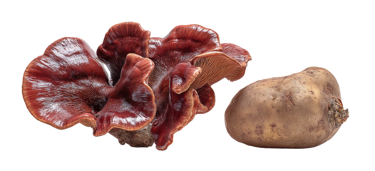 A red, fleshy fungus next to a whole, brown, earthy potato