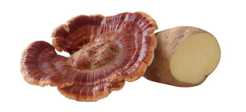 Reishi mushroom and a halved potato, set against black