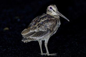 世界自然遺産の島、奄美大島周辺だけに見られる珍しい鳥、絶滅のおそれのあるアマミヤマシギ