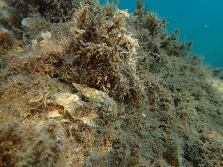 Sea snail Common cerith or European cerith (Cerithium vulgatum) undersea, Ligurian Sea, Italy, Imperia