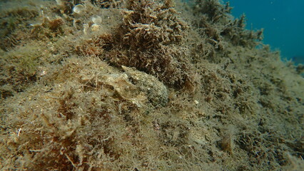 Sea snail Common cerith or European cerith (Cerithium vulgatum) undersea, Ligurian Sea, Italy, Imperia