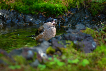 初夏に富士山や高山で見られるかわいい身近な野鳥ウソ