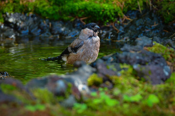 初夏に富士山や高山で見られるかわいい身近な野鳥ウソ