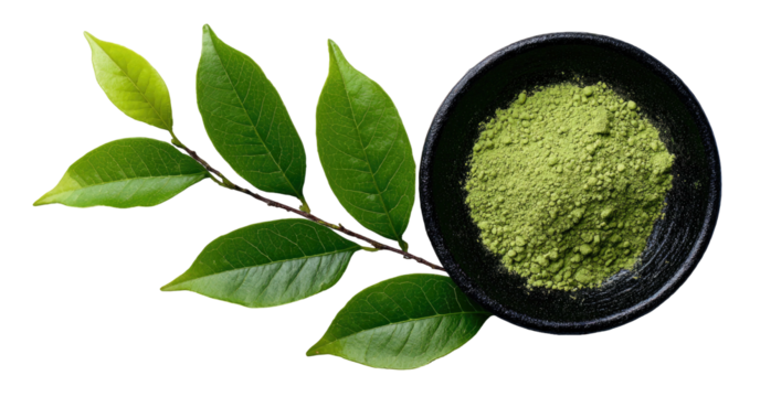 Green tea leaves on branch next to bowl of matcha powder