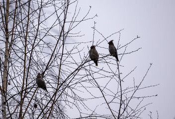 A waxwing in its natural habitat on an autumn day in a tree.