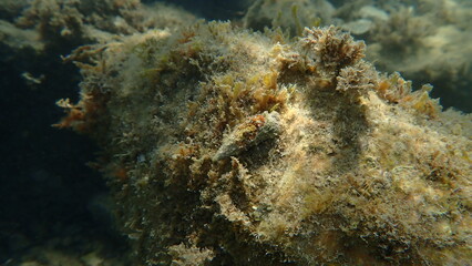 Sea snail Common cerith or European cerith (Cerithium vulgatum) undersea, Ligurian Sea, Italy, Imperia