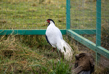 A beautiful goose in its natural habitat on an autumn day on a green meadow.