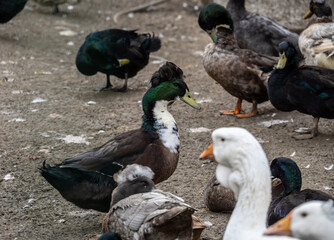 Obraz premium A tufted duck in its natural habitat on an autumn day on a green meadow.