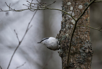 A nuthatch in its natural habitat on an autumn day in a tree.