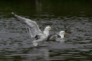 北海道の海岸や港で沢山みられる白と灰色の羽が印象的な海辺の鳥、オオセグロカモメ