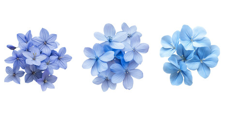 Naklejka premium Delicate Blue Flower Cluster Set Isolated on White Background. Blue Star-Shaped Bloom Flower Set PNG Isolated.