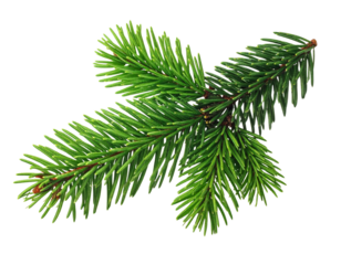 Fresh Green Pine Tree Branch with Detailed Needles, isolated on a transparent background.