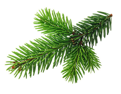 Fresh Green Pine Tree Branch with Detailed Needles, isolated on a transparent background.