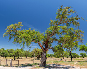Fototapeta premium Cork oak trees farm. Oak trunk is freshly stripped, revealing its reddish core.
