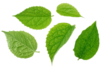 Collection of jasmine green plant leaves on white background close up. Cut out PNG file.