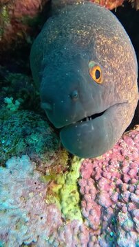 Yellowmargin moray. (Gymnothorax flavimarginatus). Taken in Sharm el Sheikh, Egypt.