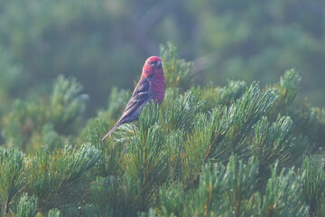 初夏から夏に知床や大拙山等北海道の山で出会える真っ赤な美しい野鳥、ギンザンマシコ