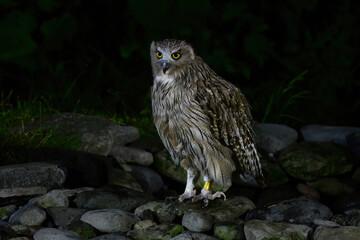 北海道で見られる、絶滅危惧種の神秘的なアイヌの神様、世界最大のフクロウのシマフクロウ