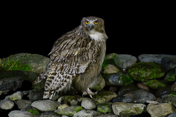 北海道で見られる、絶滅危惧種の神秘的なアイヌの神様、世界最大のフクロウのシマフクロウ
