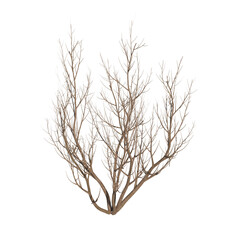 Obraz premium Bush bare isolated transparent background 3d rendering PNG 