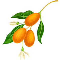A Branch With Three Ripe Orange Fruits And Two White Flowers Detailed Botanical Illustration With Green Leaves On A Transparent Background