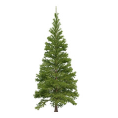 Fir (conifer) isolated transparent background 3d rendering PNG 16 bit
