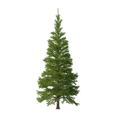 Fir (conifer) isolated transparent background 3d rendering PNG 16 bit
