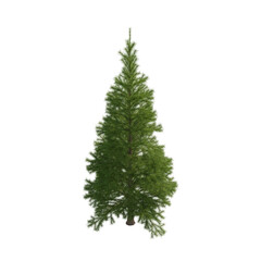 Fir (conifer) isolated transparent background 3d rendering PNG 16 bit
