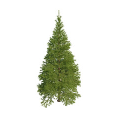 Fir (conifer) isolated transparent background 3d rendering PNG 16 bit
