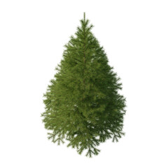 Fir (conifer) isolated transparent background 3d rendering PNG 16 bit
