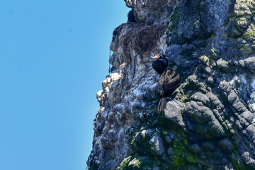 北海道等、日本近海の海でしか見られない赤い顔が特徴の海鳥、チシマウガラス