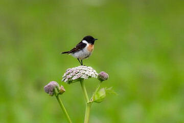 
奥日光や北海道の草原で初夏に出会える白黒の美しい野鳥ノビタキと黄色いニッコウキスゲの花