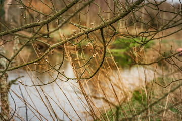 Early spring scene with budding twigs above calm river water in Irish countryside