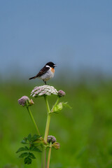 
奥日光や北海道の草原で初夏に出会える白黒の美しい野鳥ノビタキと黄色いニッコウキスゲの花