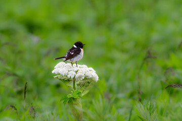 
奥日光や北海道の草原で初夏に出会える白黒の美しい野鳥ノビタキと黄色いニッコウキスゲの花