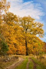 Naklejka premium Bright yellow oak tree by the forest path in autumn under a blue sky.