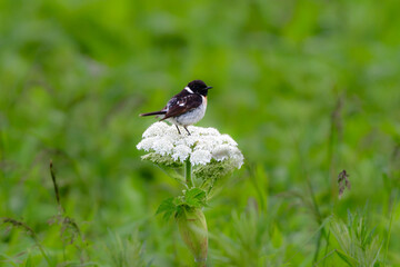 
奥日光や北海道の草原で初夏に出会える白黒の美しい野鳥ノビタキと黄色いニッコウキスゲの花